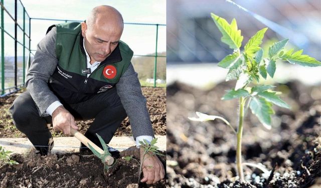 Körfez’de Ata Tohumu Üretilecek