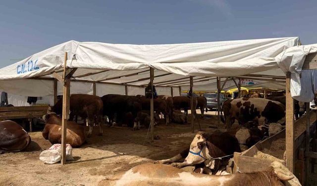 Kurban pazarlarında haşereye karşı ilaçlama mesaisi