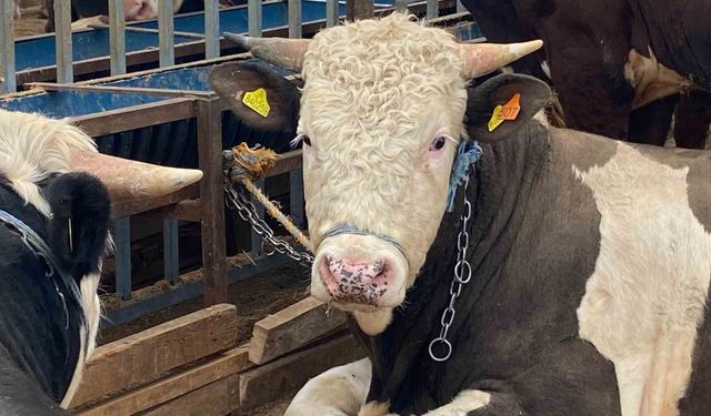 Kurbanlıkta küpe, yaş ve sağlık uyarısı