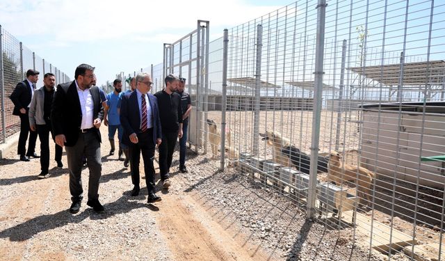 Büyükşehir’den  650 Köpek Kapasiteli Yeni Barınak