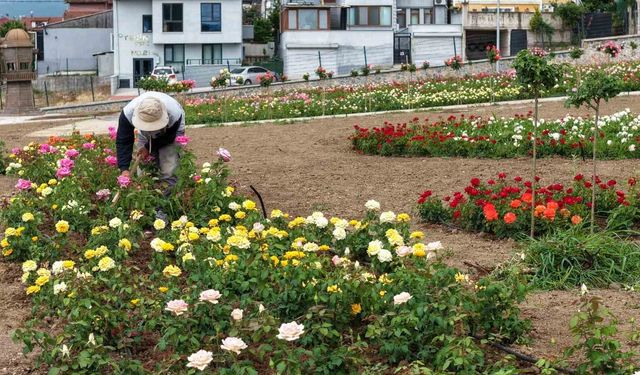 Başiskele'de 15 bin gülün açtığı bahçede görsel şölen