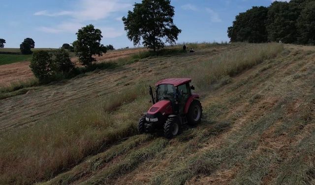 Kocaeli'de süt otu çiftçiye can suyu oldu