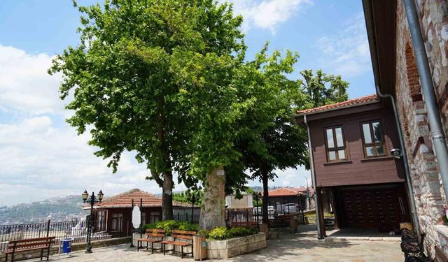Sembol caminin 6 asırlık çınarı yıldırımlara rağmen ayakta
