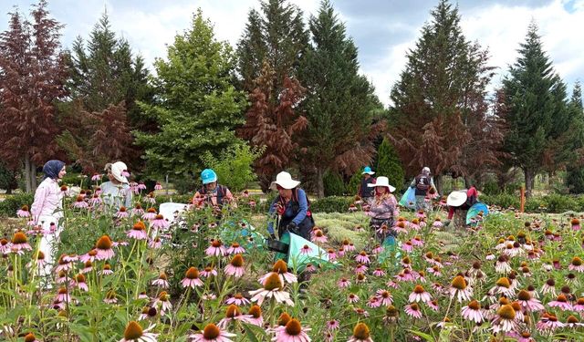 TABİP Projesinde 41 Tür Bitkinin Hasadı Yapıldı