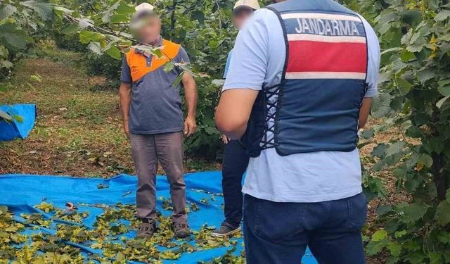 Fındık tarlalarında jandarma nöbeti