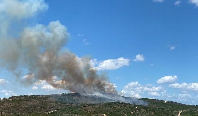 Kocaeli'deki orman yangını havadan ve karadan müdahaleyle söndürüldü