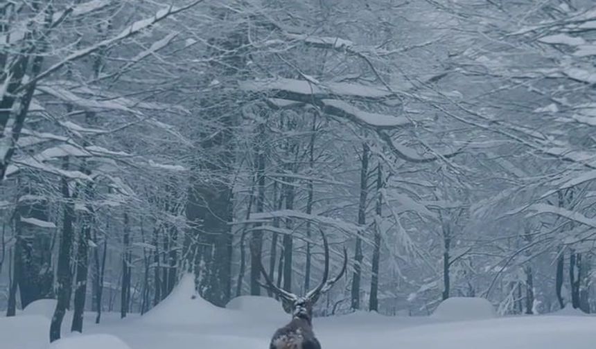 Karla kaplı Kartepe'de kızıl geyik güzelliği