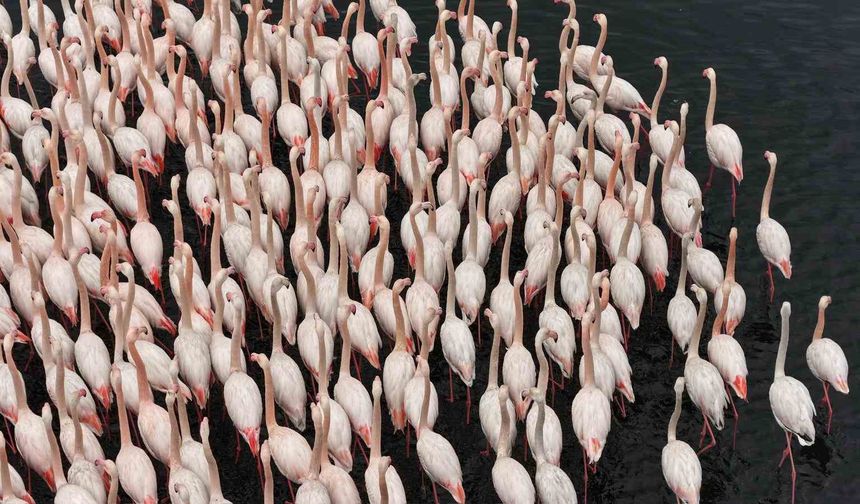 İzmit Körfezi'nde allı turna güzelliği