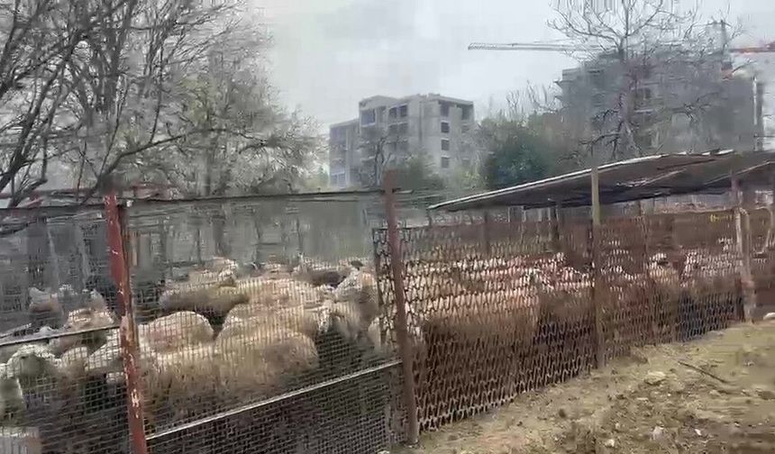 Ahırda çıkan yangında çok sayıda hayvan telef oldu