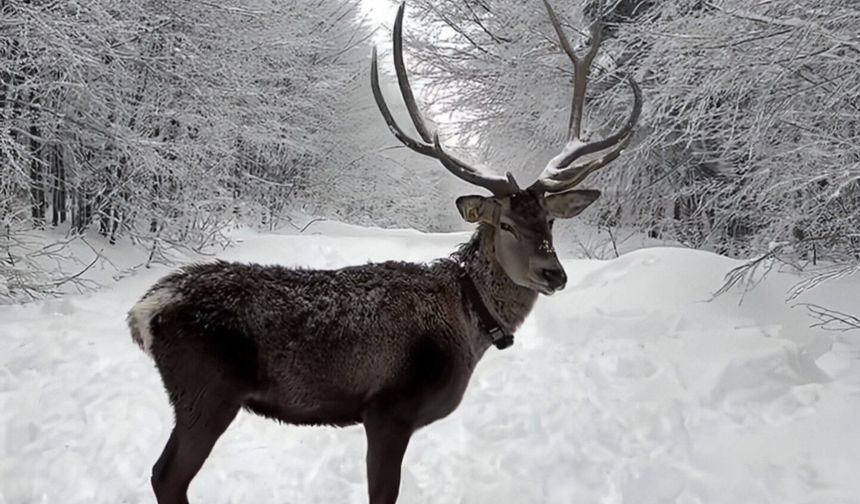 Kuzuyayla'da tatilcilere kar ve kızıl geyik sürprizi