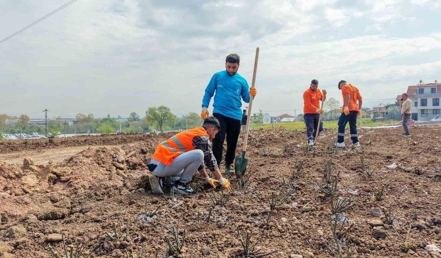 Başiskele'de 15 bin gül fidanı toprakla buluşuyor