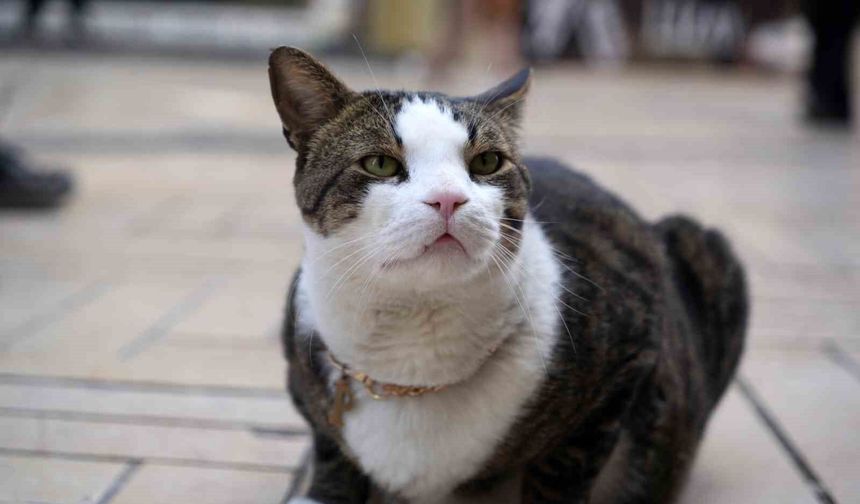 Çarşının 10 kiloluk Prens'i