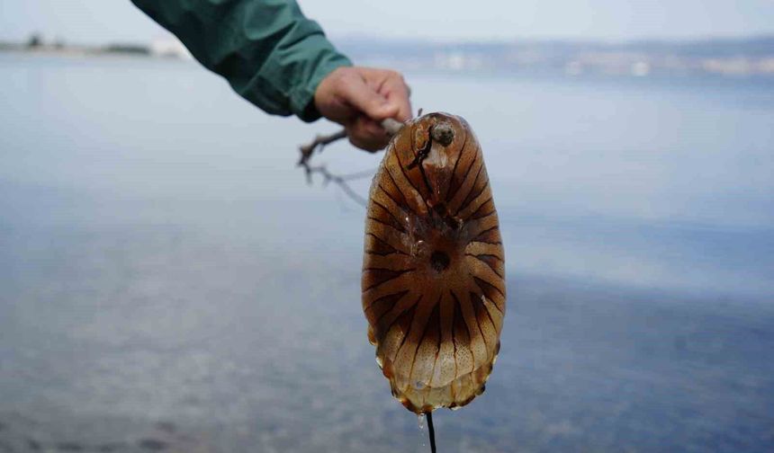 Denizde Bu Türü Görürseniz Sakın Yaklaşmayın