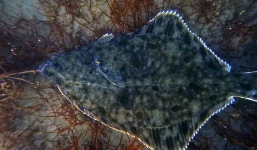 Dip çamuru temizliği İzmit Körfezi'ne yunusları geri getirdi