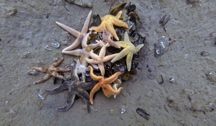 İzmit Körfezi'nden 1,8 milyon metreküp çamur çıkarıldı, deniz canlıları geri döndü