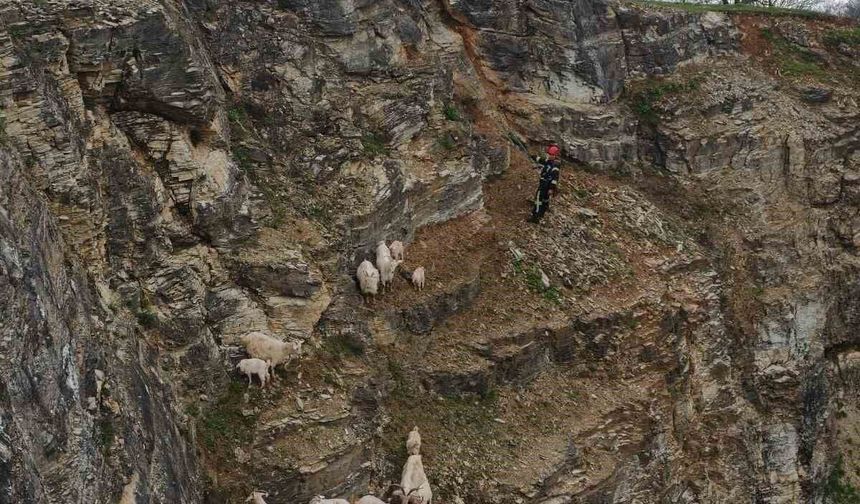 Kayalıklardaki sürüye cansiparane kurtarma