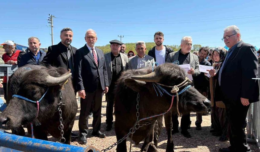 Kocaeli'deki manda yetiştiricilerine 3,4 milyon liralık destek
