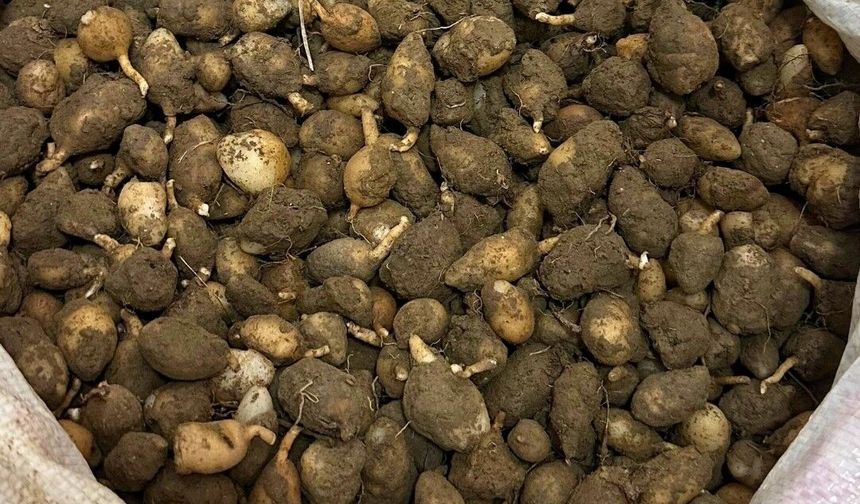 Nesli tehlike altındaki bitkinin yumrularını söken kişiye yarım milyonluk ceza