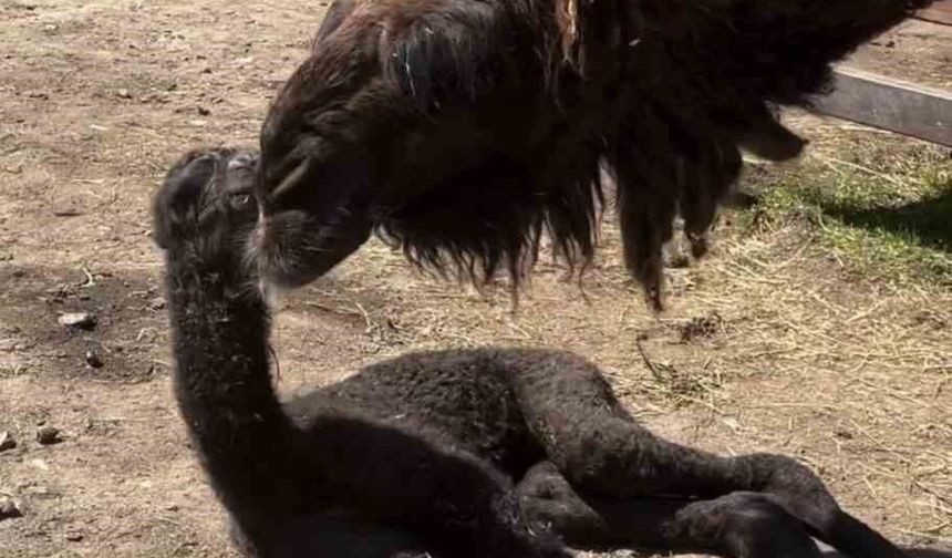 Ormanya'da doğan yavru deve için renkli kutlama