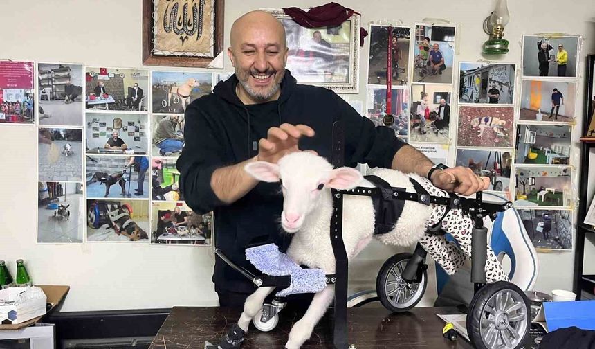 Demir ustası felçli canlara 'umut' oluyor: 9 yılda bin hayvanı ayağa kaldırdı