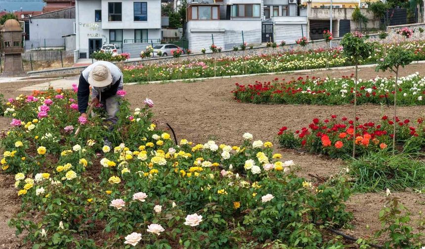 Başiskele'de 15 bin gülün açtığı bahçede görsel şölen