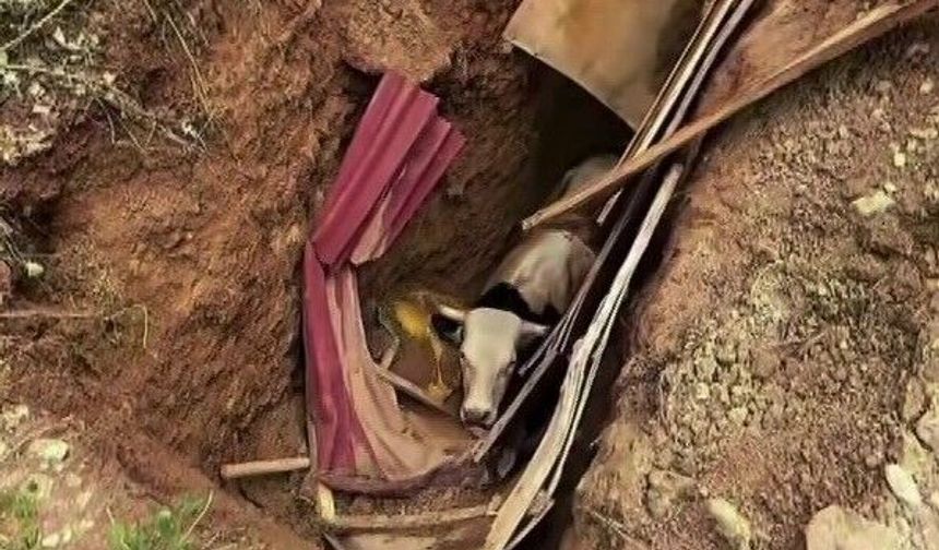 Definecilerin kazdığı çukura düşen büyükbaş hayvan operasyonla kurtarıldı