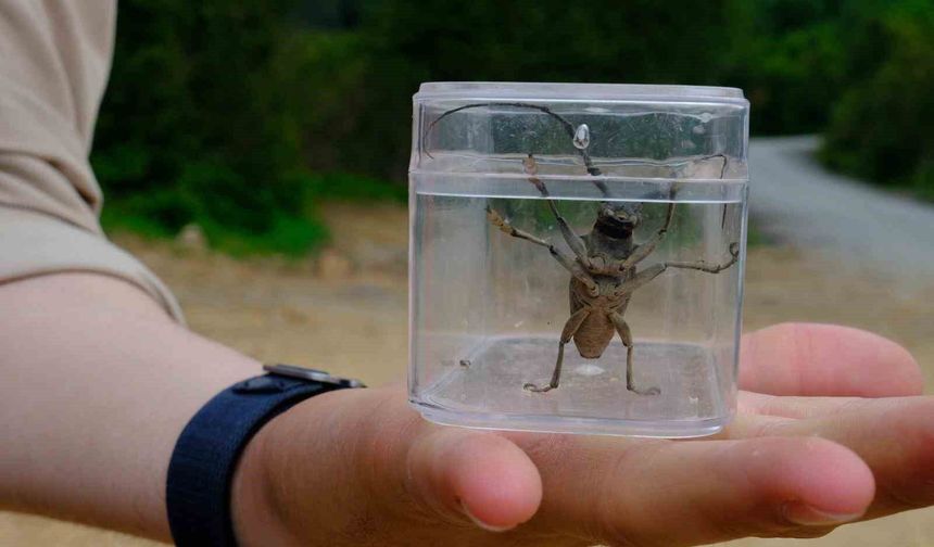 Kuzuyayla'da doğa adım adım tarandı
