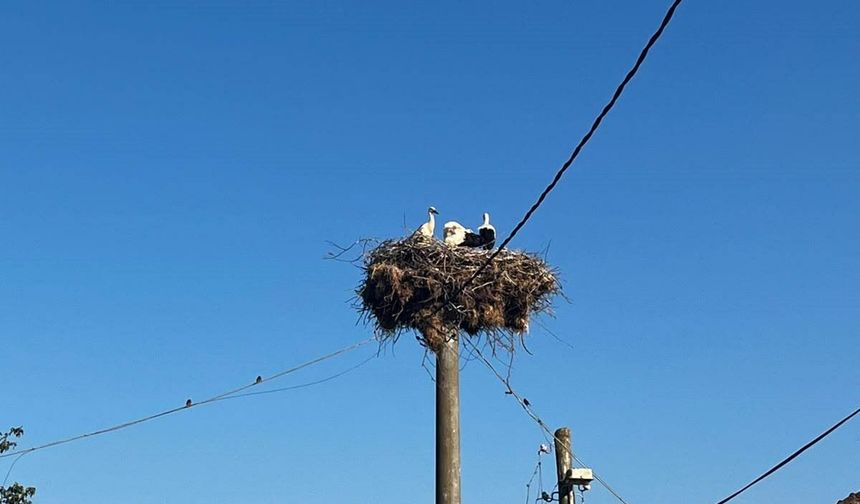Elektrik direğindeki yuvada sahipsiz kalan yavru leyleklere şefkat eli