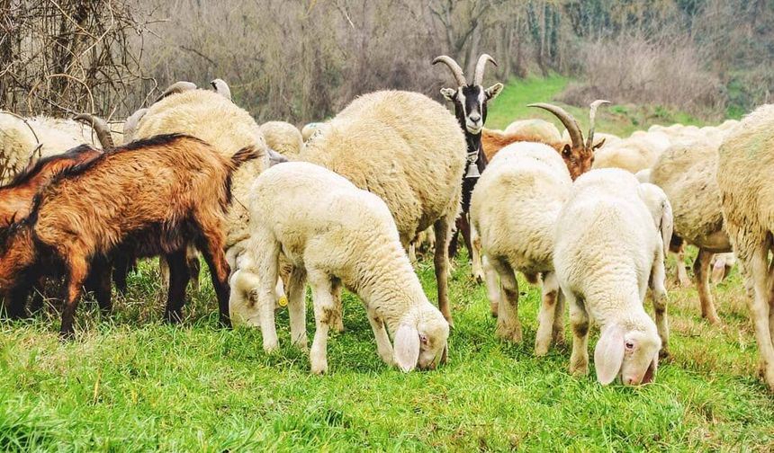 "Hayvan Besleme" Kavgası: 1 Yaralı, 3 Tutuklama