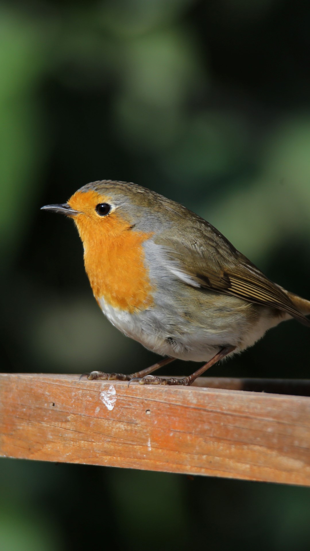 Çocuklar, Dünya Kuş Günü'nde Doğayı Keşfetti (2)