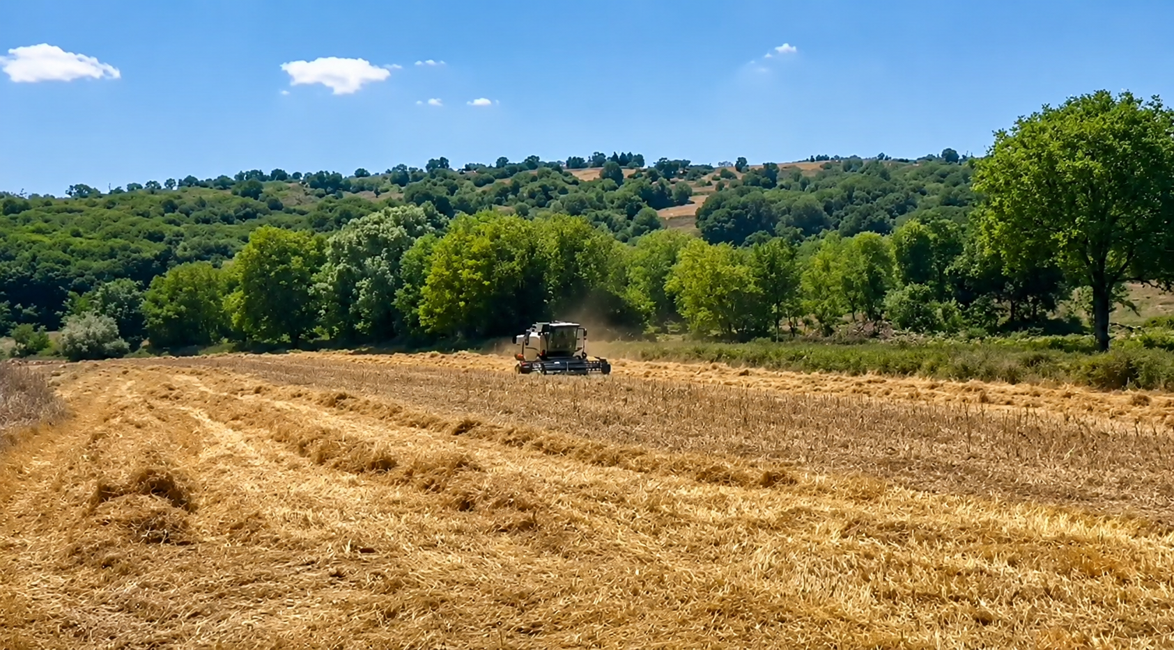 Si̇yes Buğdayi